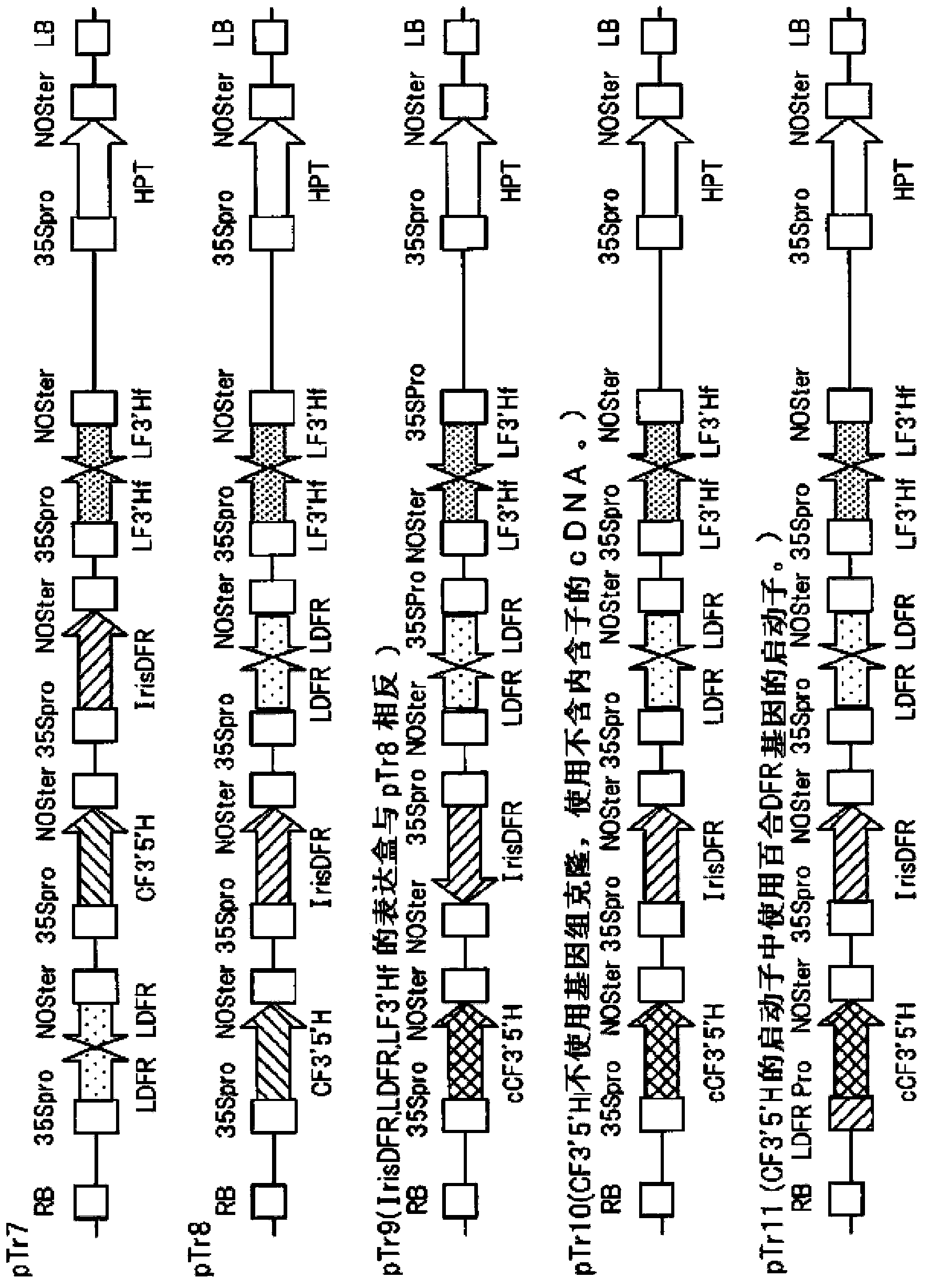 Method for cultivating lilies containing delphinin in the petals