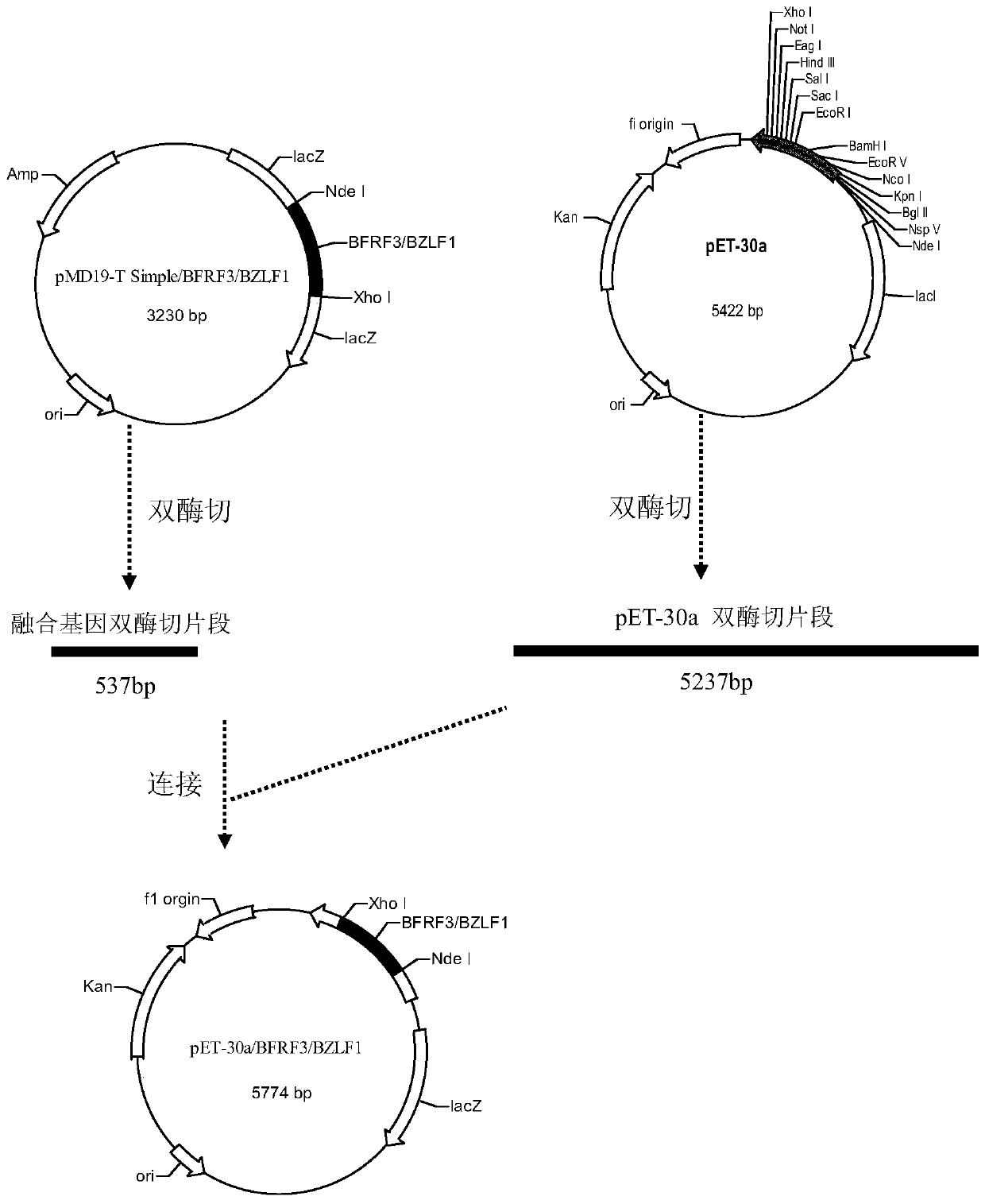EB virus BFRF3-BZLF1 fusion protein, gene, vector containing same, host cell, test strip and production method and application thereof