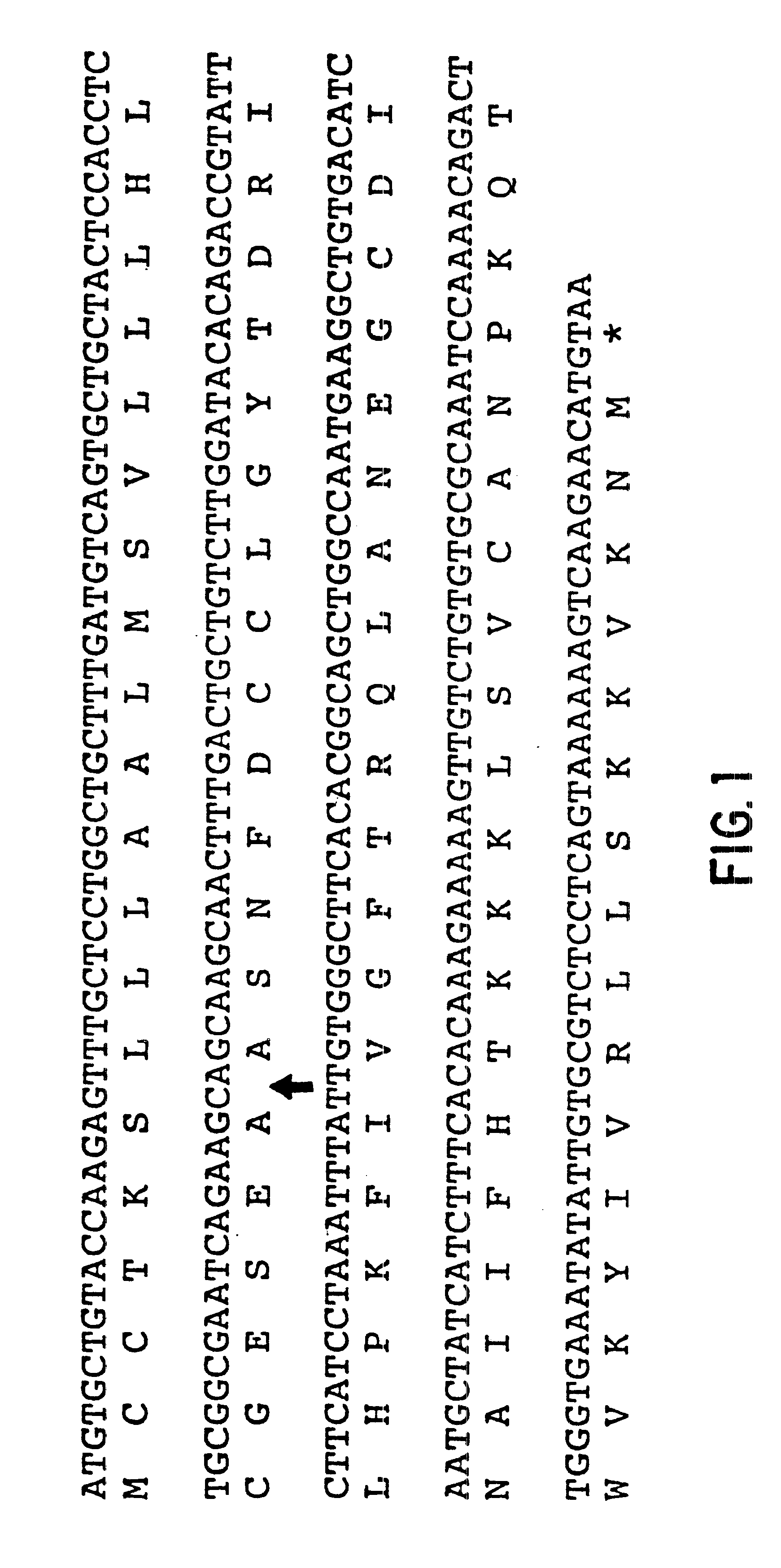 Human chemokine beta-10 mutant polypeptides