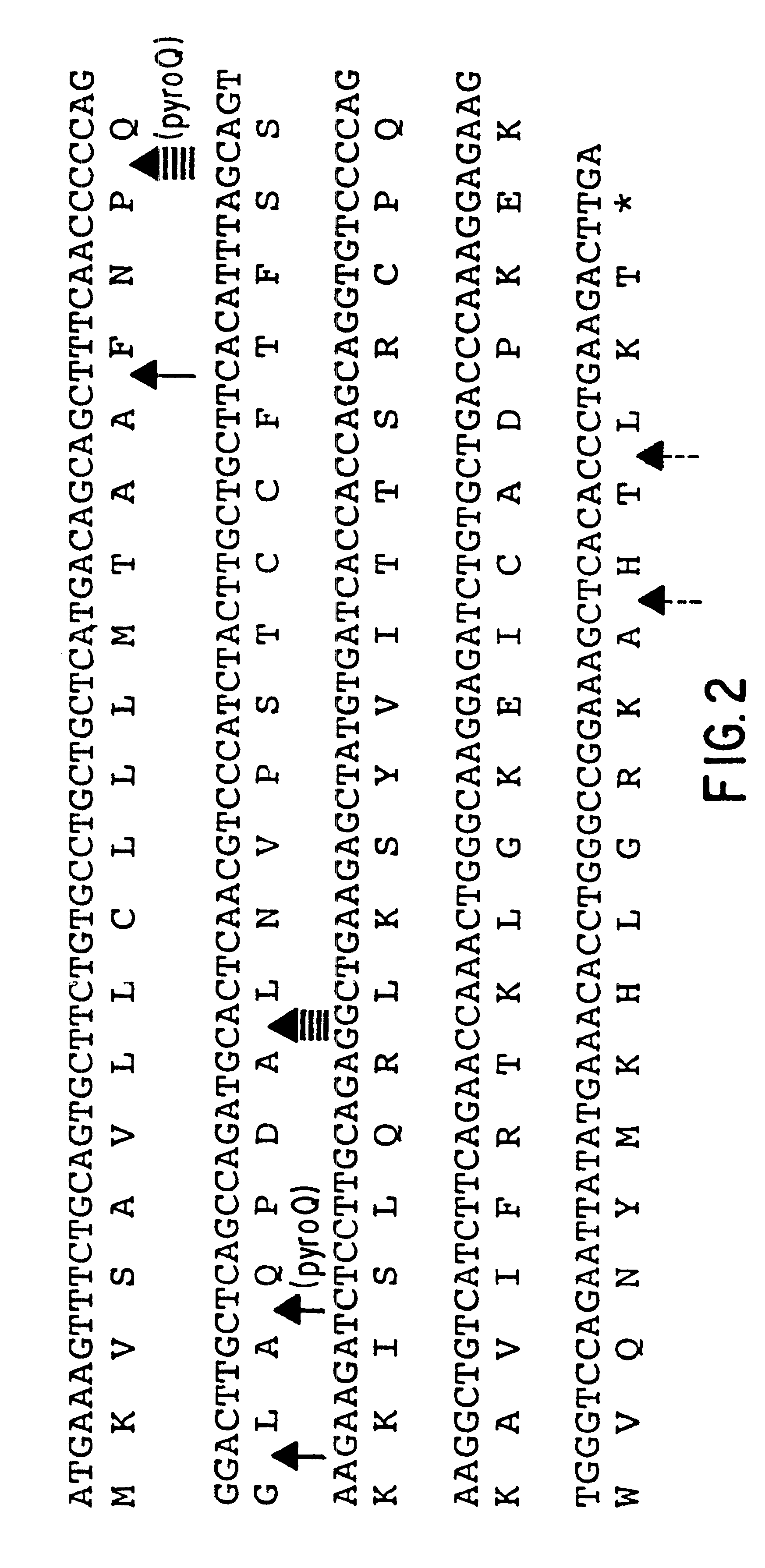 Human chemokine beta-10 mutant polypeptides