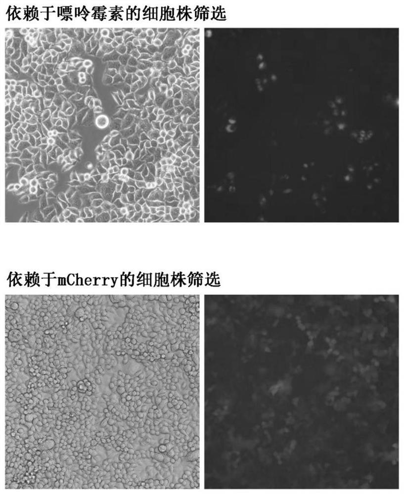 Detection method of content of neutralizing antibody of adeno-associated virus and construction method of cell line