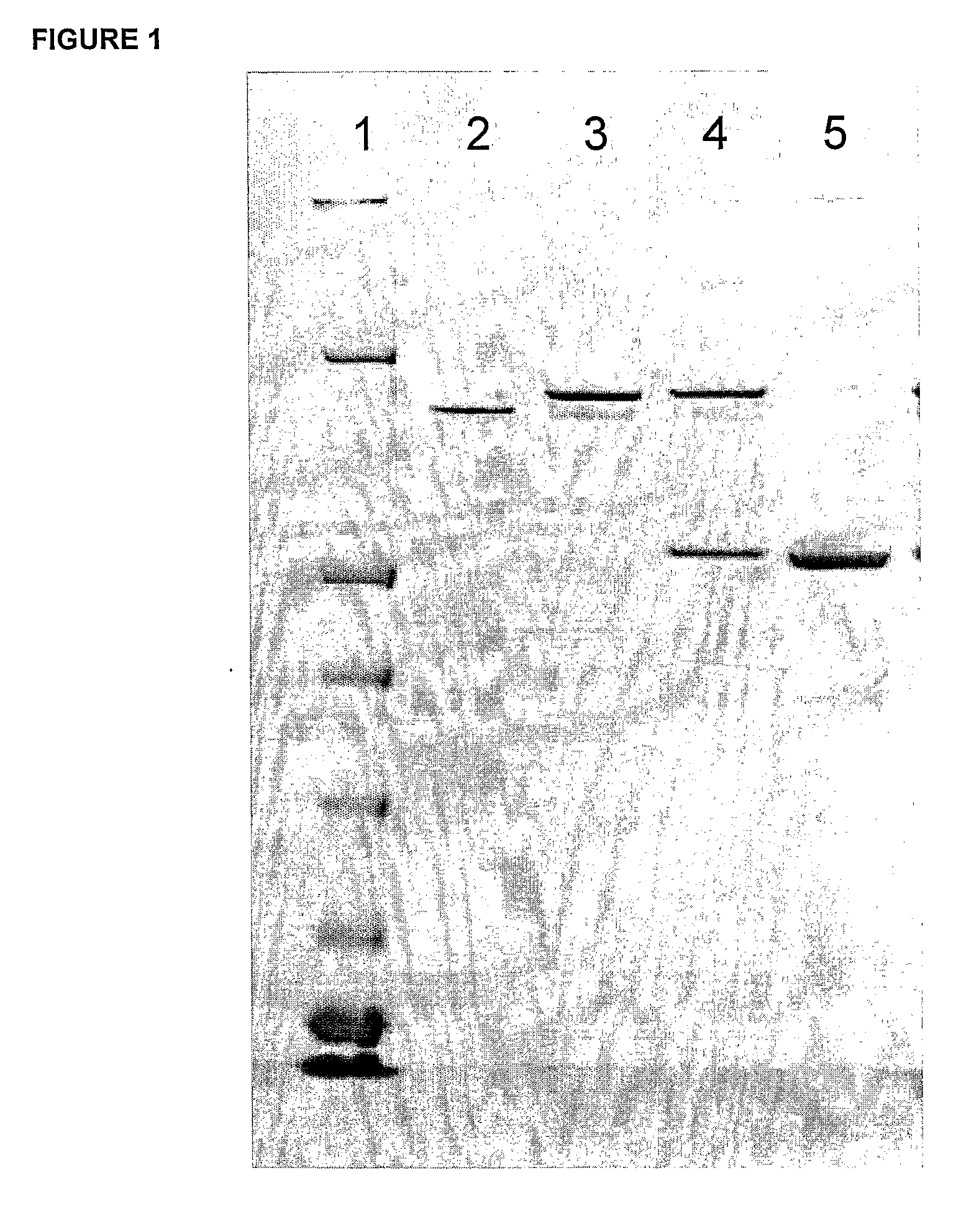 Recombinant monovalent antibodies and methods for production thereof