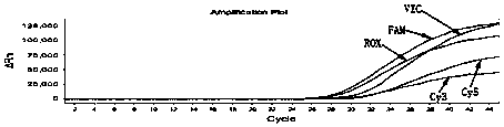 Human MTHFR gene polymorphism detection kit