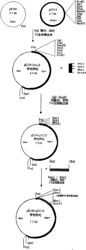 Shuttle plasmid and method for efficiently expressing cecropin and lysozyme genes