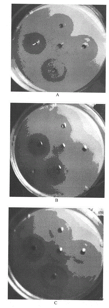 Shuttle plasmid and method for efficiently expressing cecropin and lysozyme genes