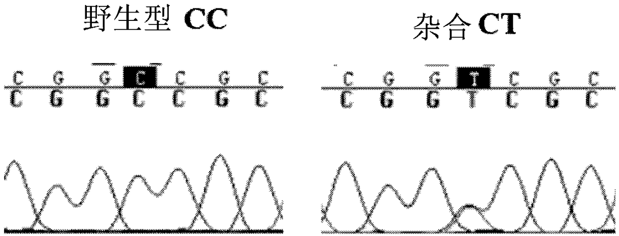 Haplotype genetic marker for improving Sunite sheep prolificacy and application thereof