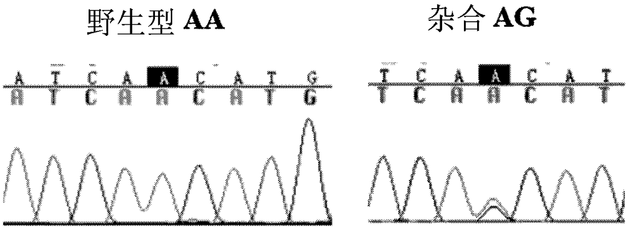 Haplotype genetic marker for improving Sunite sheep prolificacy and application thereof