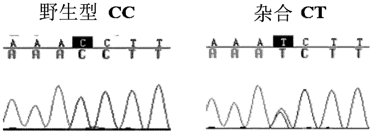 Haplotype genetic marker for improving Sunite sheep prolificacy and application thereof