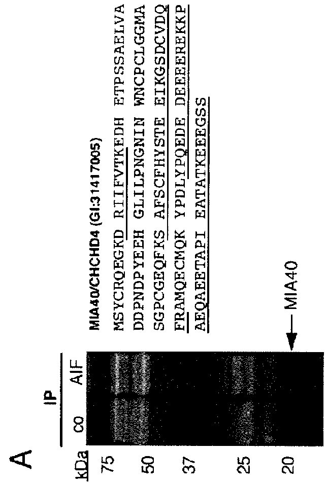 Methods for Treating Mitochondrial Disorders and Neurodegenerative Disorders
