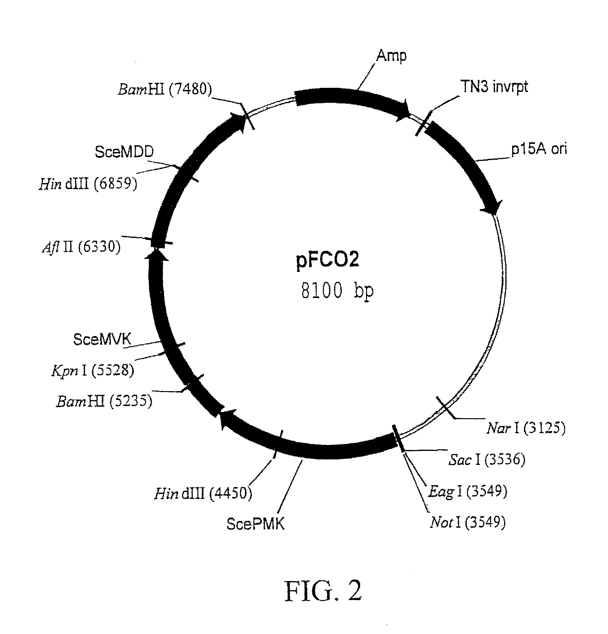 Gene positioning system for plastidic transformation and products thereof