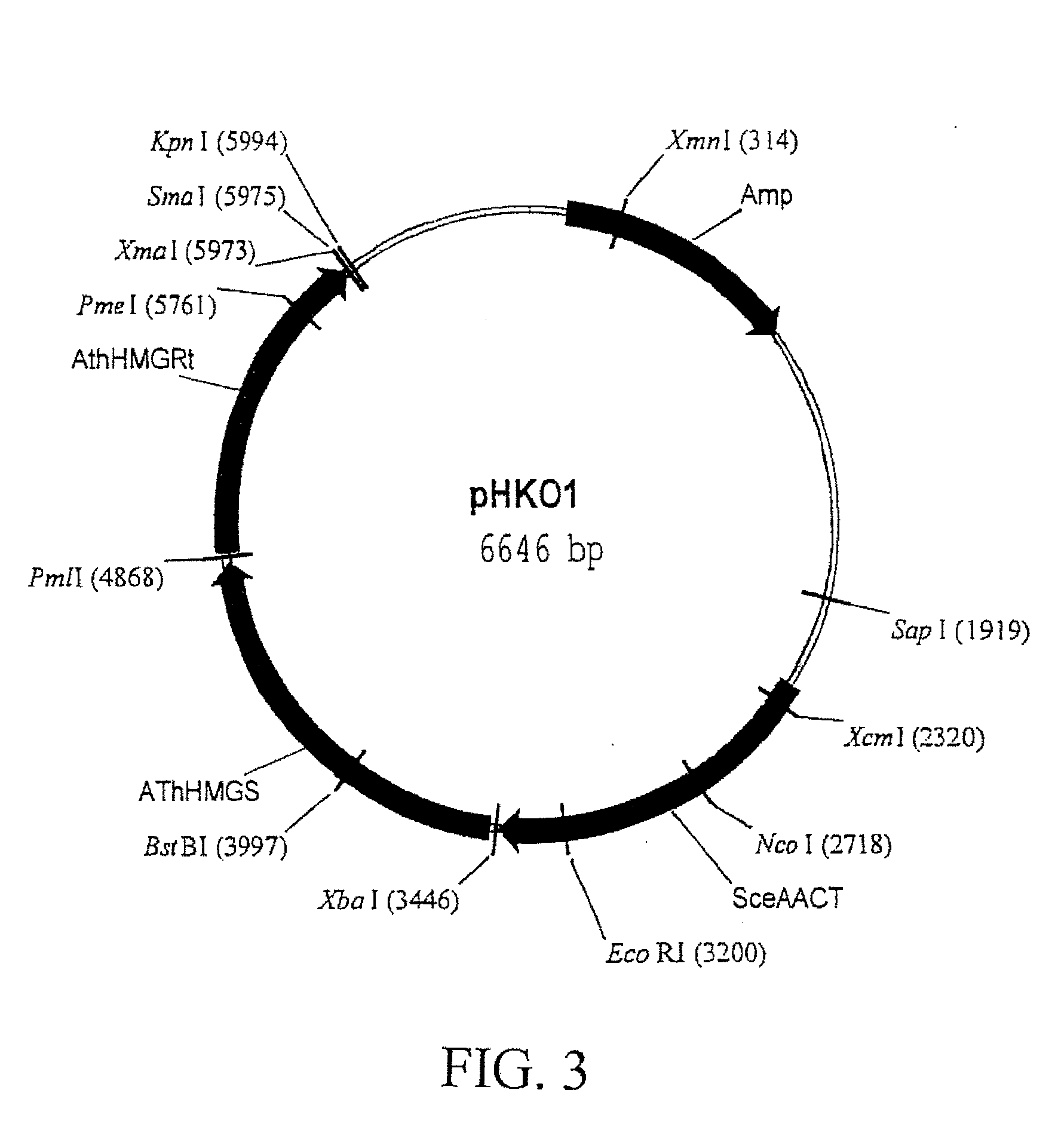 Gene positioning system for plastidic transformation and products thereof