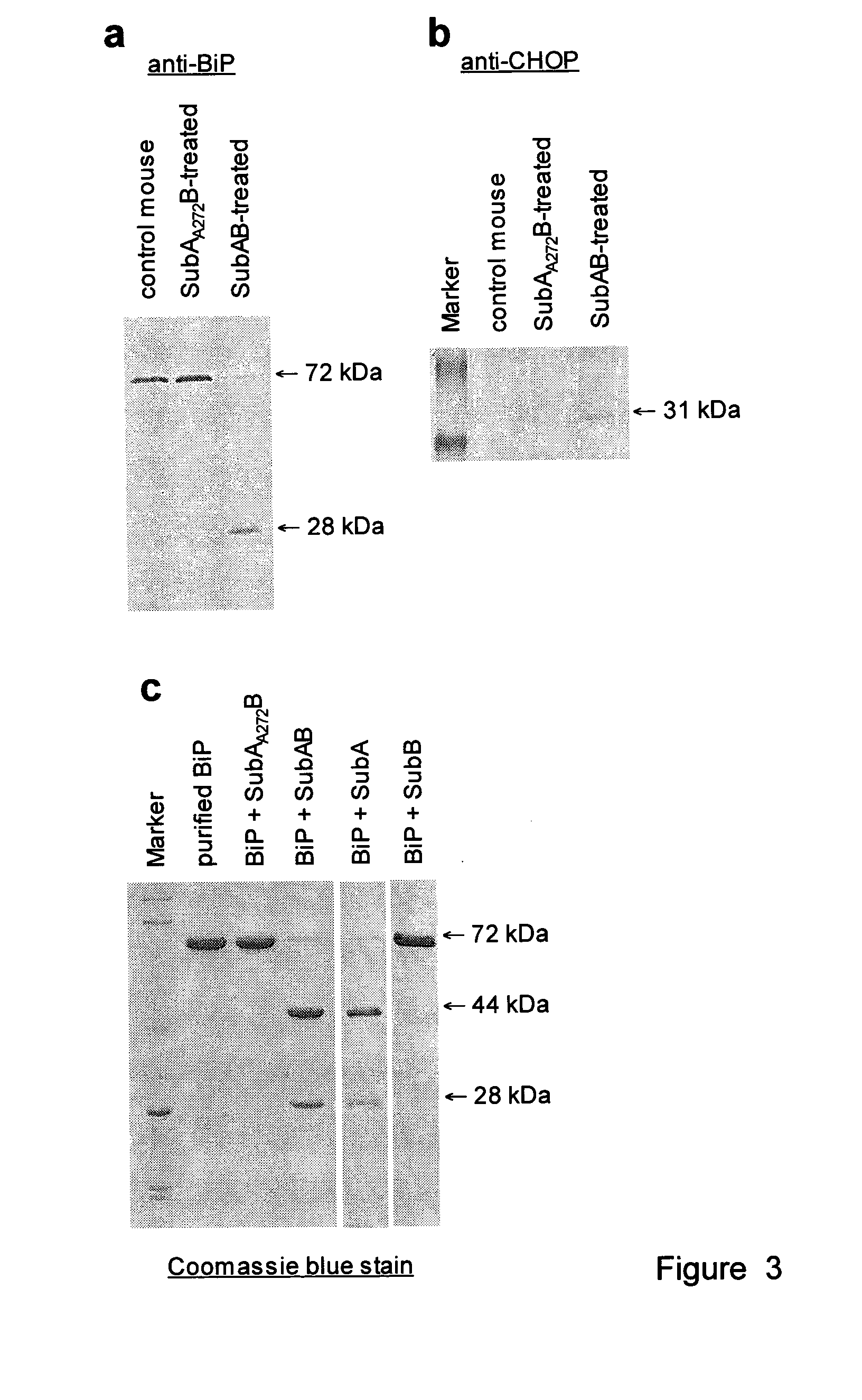 Cleavage of bip by subtilase cytotoxin