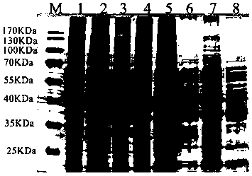 Flavobacterium columnare transgenic engineering oral vaccine and using method and application thereof