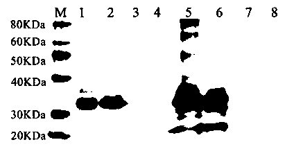 Flavobacterium columnare transgenic engineering oral vaccine and using method and application thereof