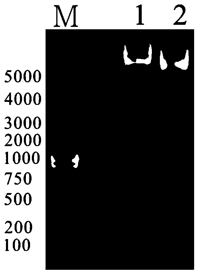 Flavobacterium columnare transgenic engineering oral vaccine and using method and application thereof