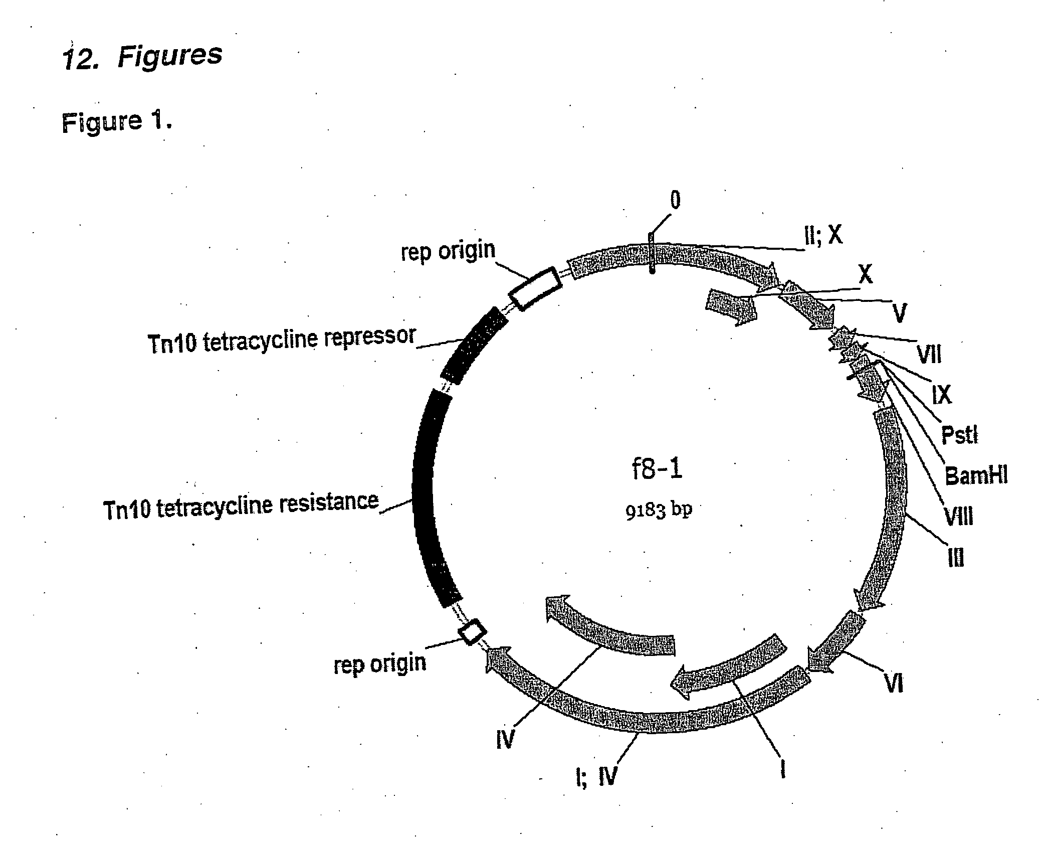 Peptides for selectively and specifically binding Bacillus anthracis spores and use thereof in landscape phages