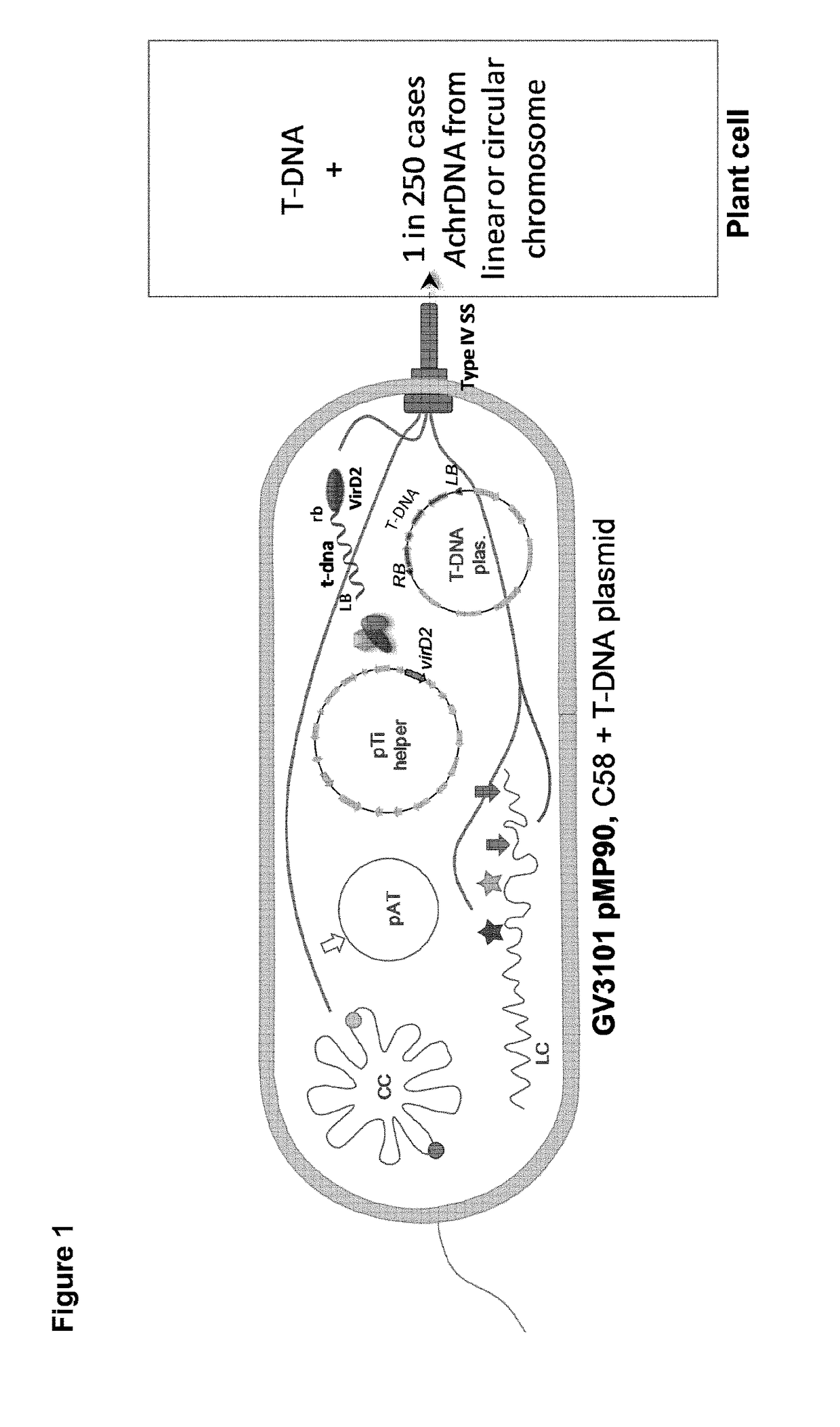Improved strains of agrobacterium tumefaciens for transferring DNA into plants