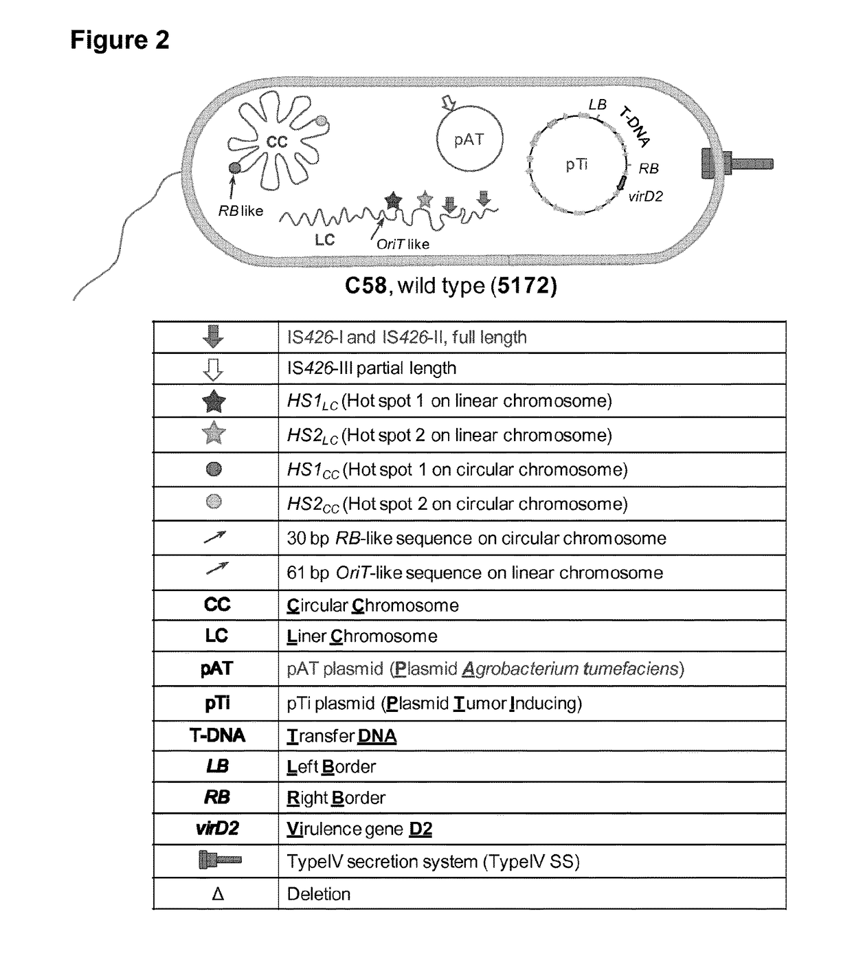 Improved strains of agrobacterium tumefaciens for transferring DNA into plants