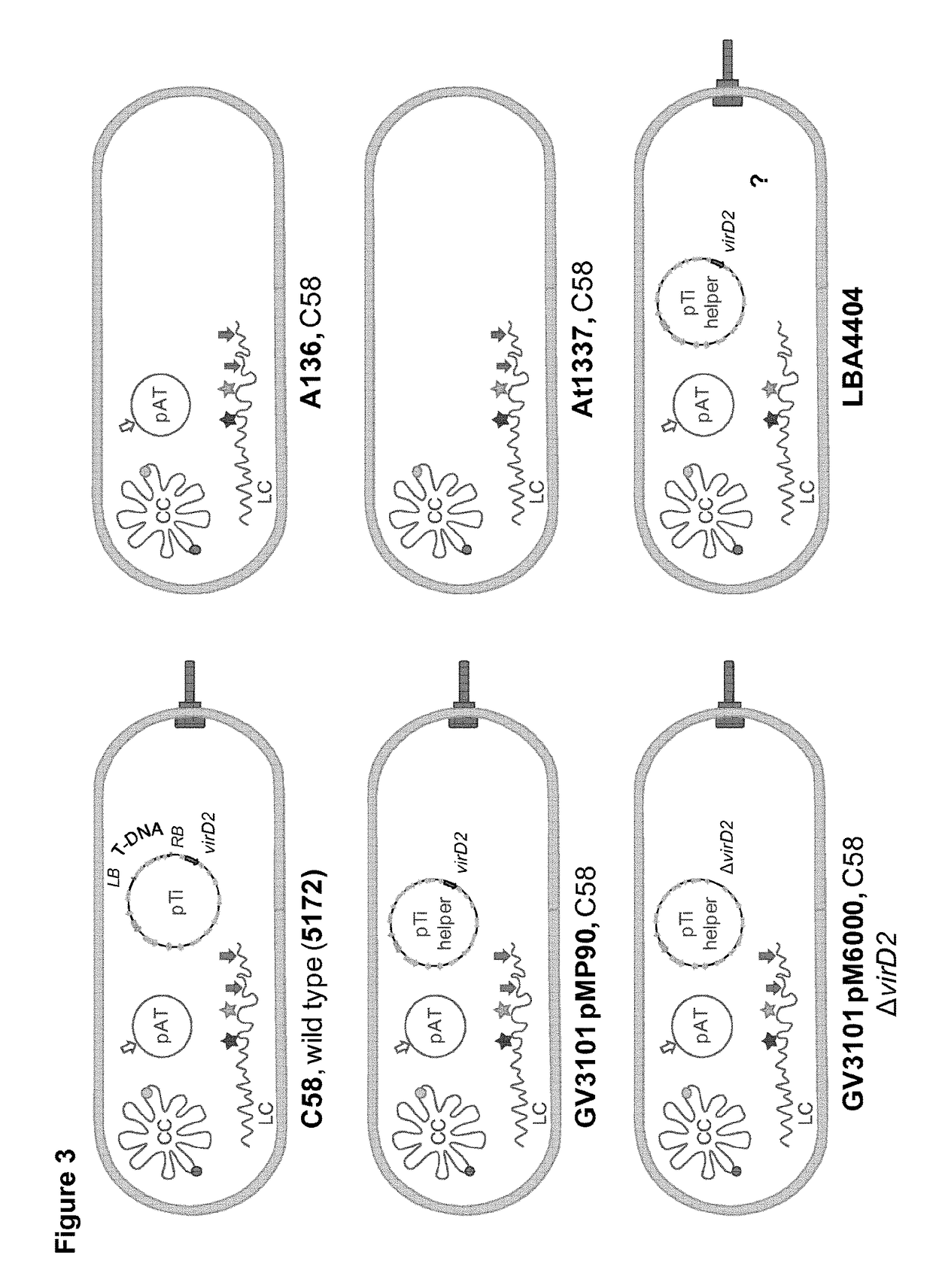 Improved strains of agrobacterium tumefaciens for transferring DNA into plants