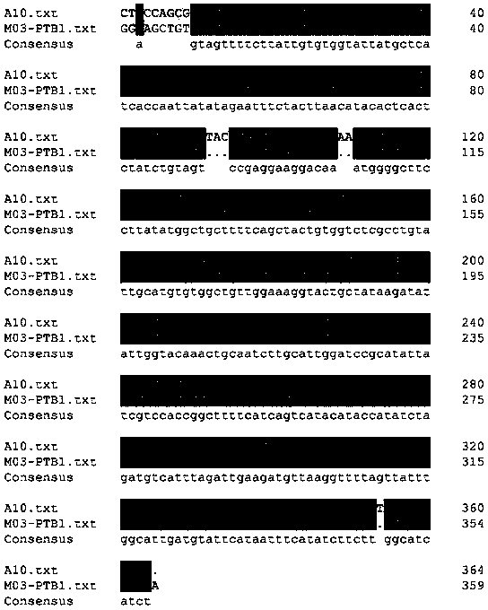 Method for rapidly creating engineering female sterile line suitable for mechanized seed production by using genome editing technology