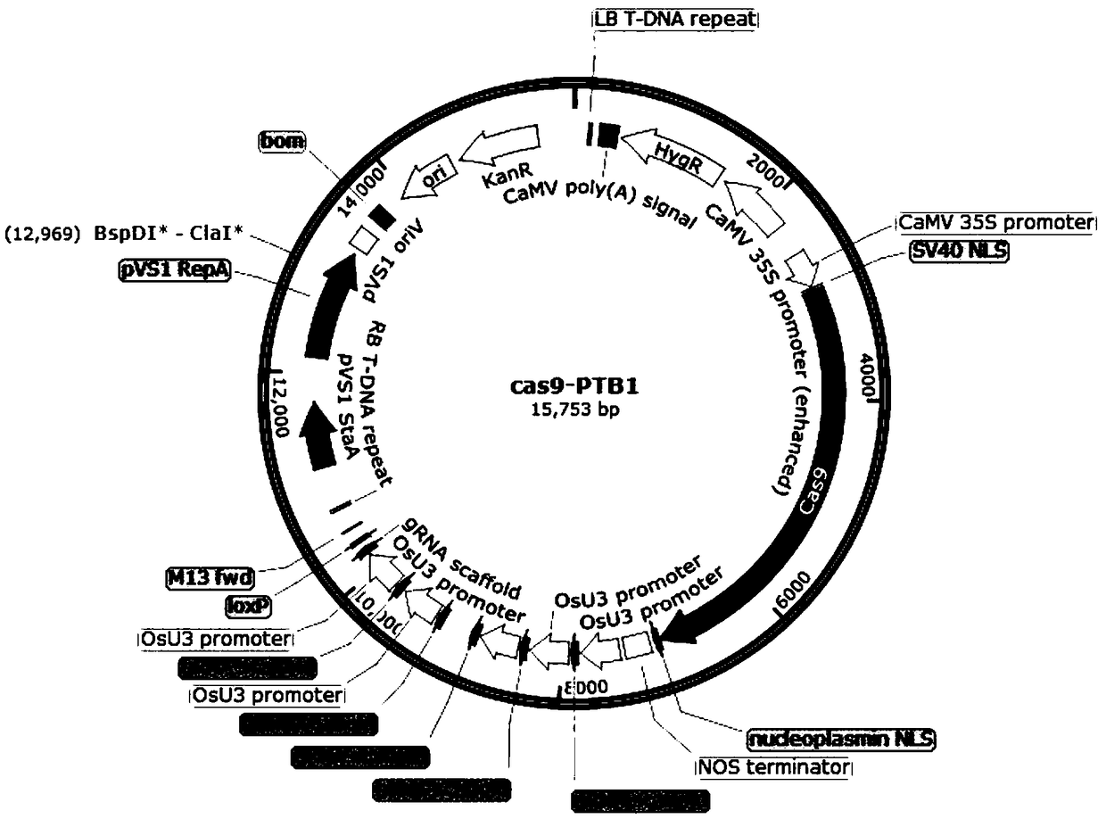 Method for rapidly creating engineering female sterile line suitable for mechanized seed production by using genome editing technology