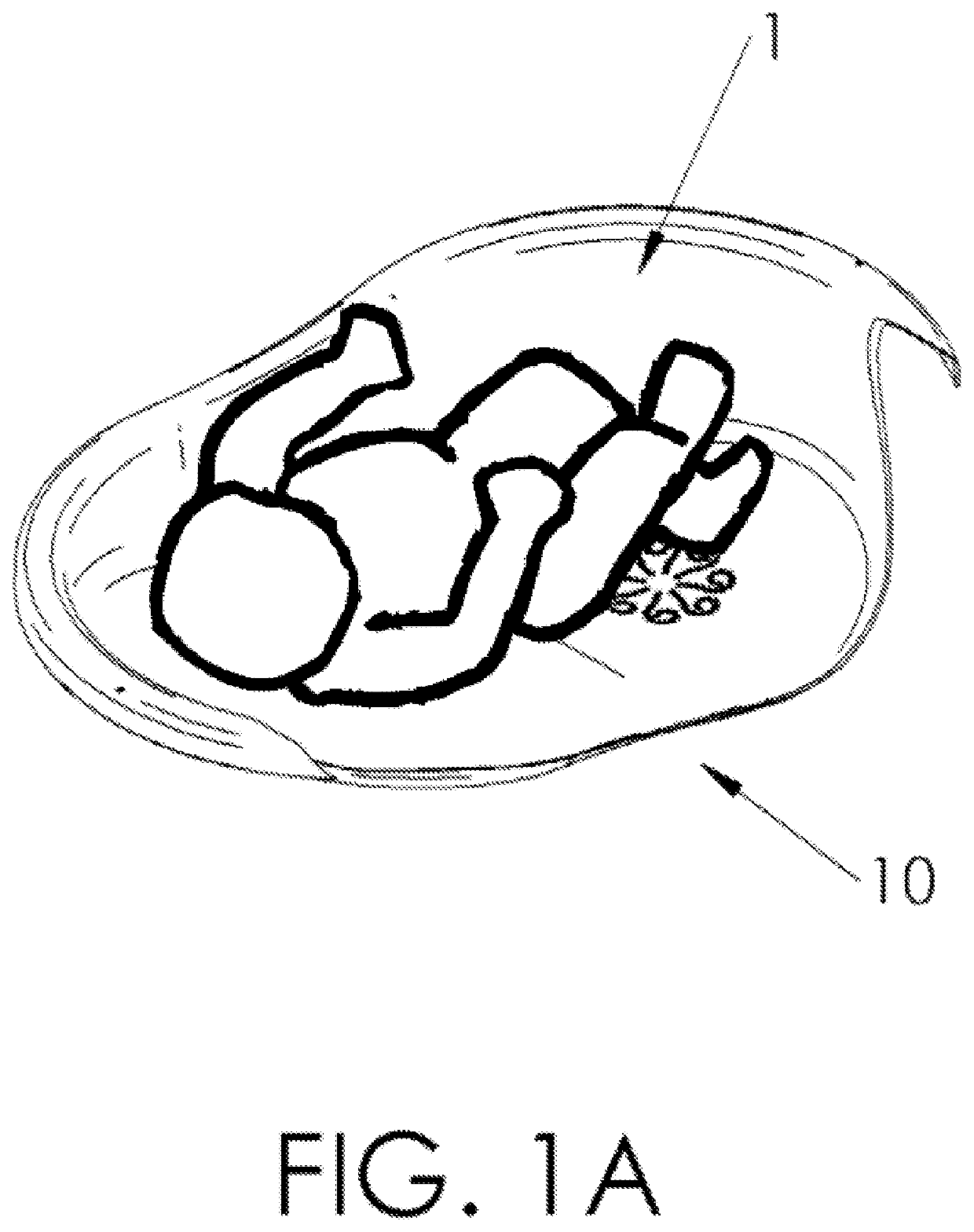 Device for bathing older babies allowing the freedom of appropriate movements