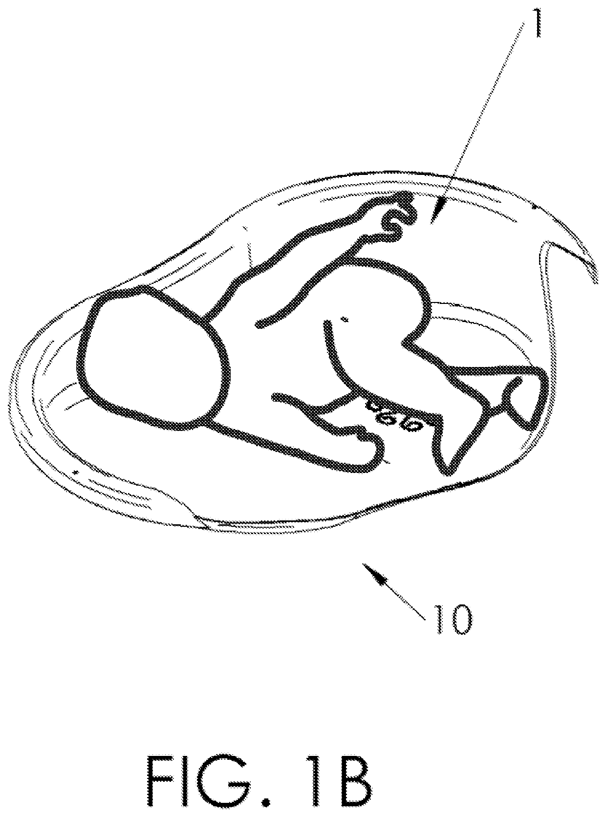 Device for bathing older babies allowing the freedom of appropriate movements