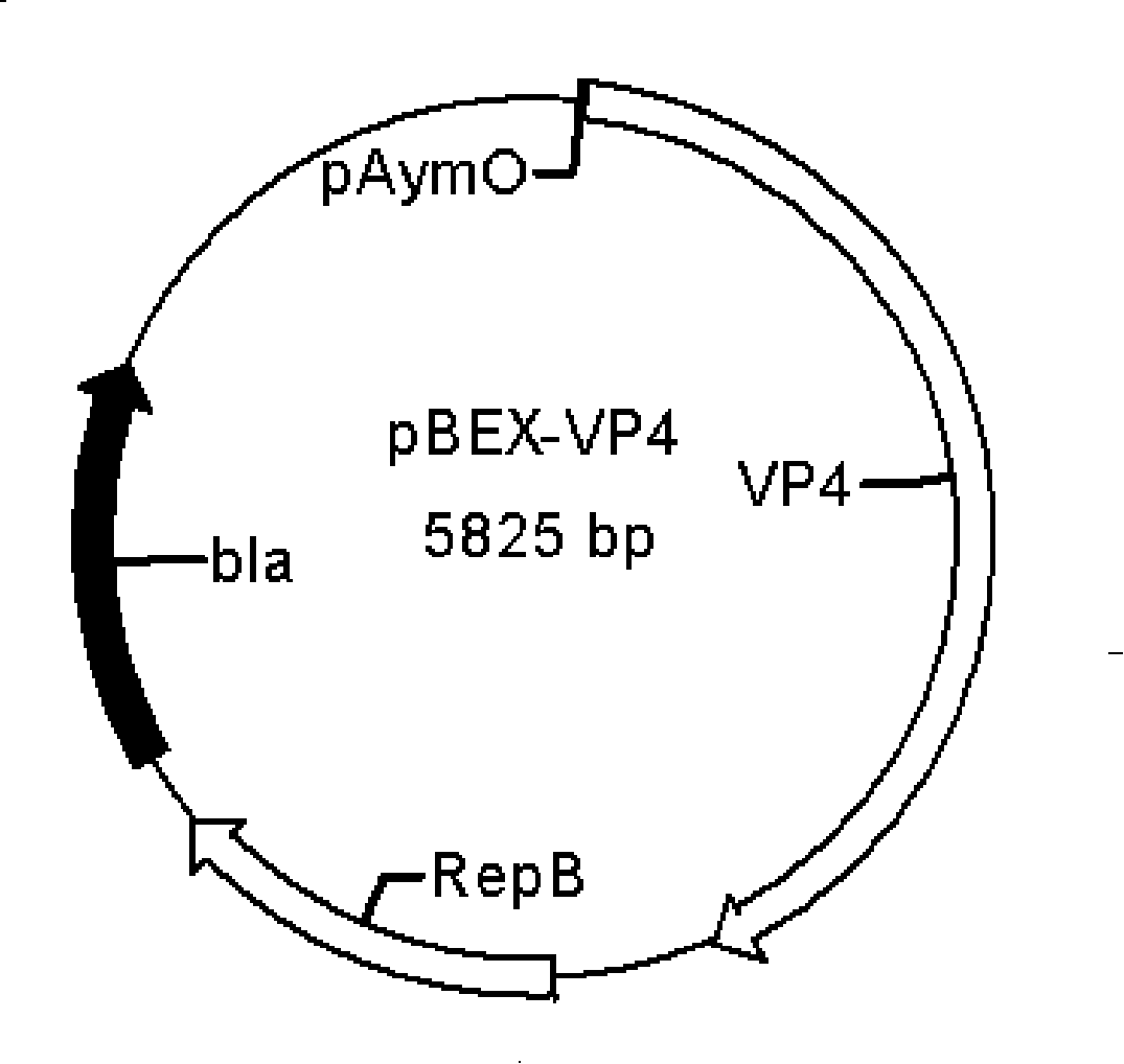 Recombined bifidobacteria hRV-VP4 expression vector and oral administration vaccine thereof