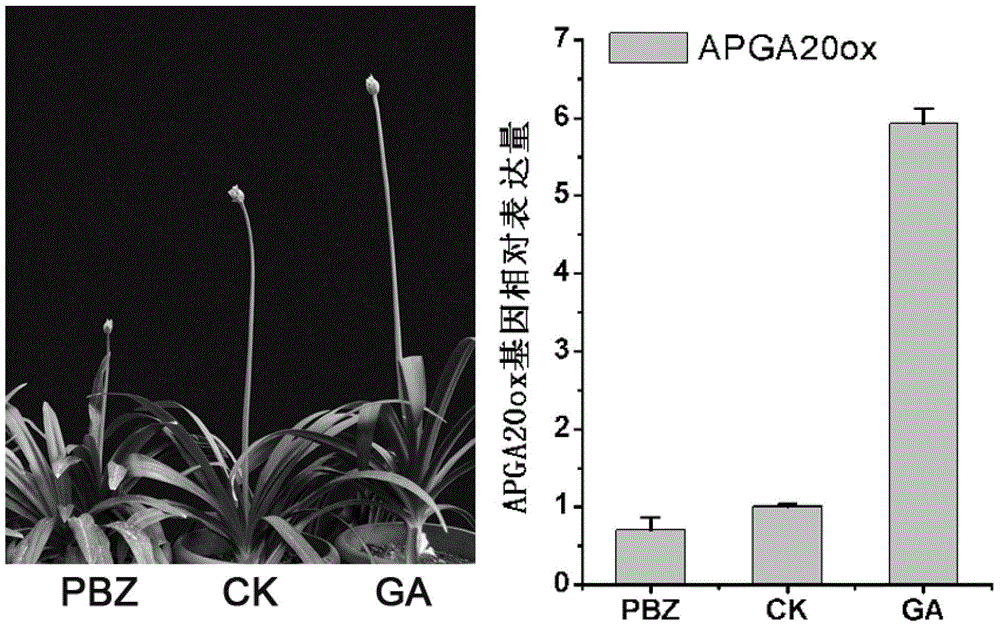 Agapanthus praecox gibberellin synthesis dioxygenase APGA20ox protein and coding gene and probe thereof