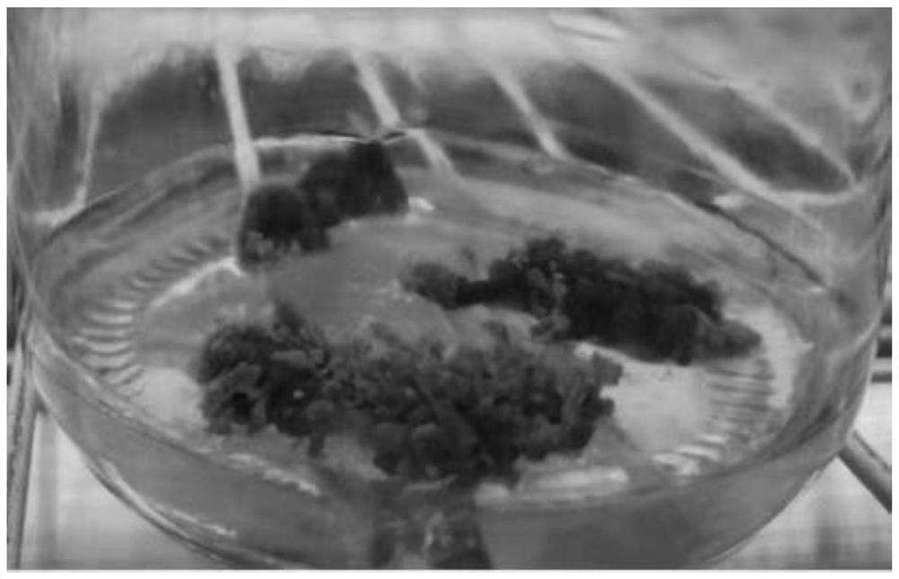 A tissue culture method for rapid propagation of alum root "Tiramisu"