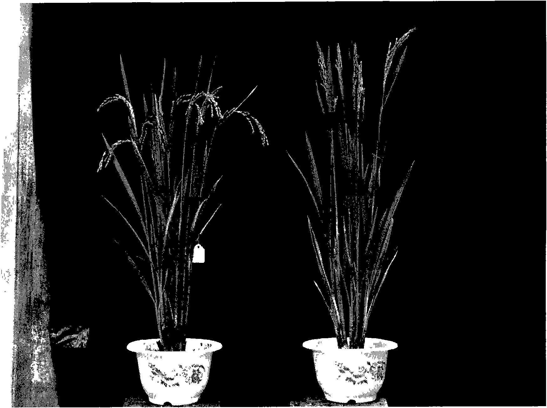 Vertical compact panicle gene and application thereof