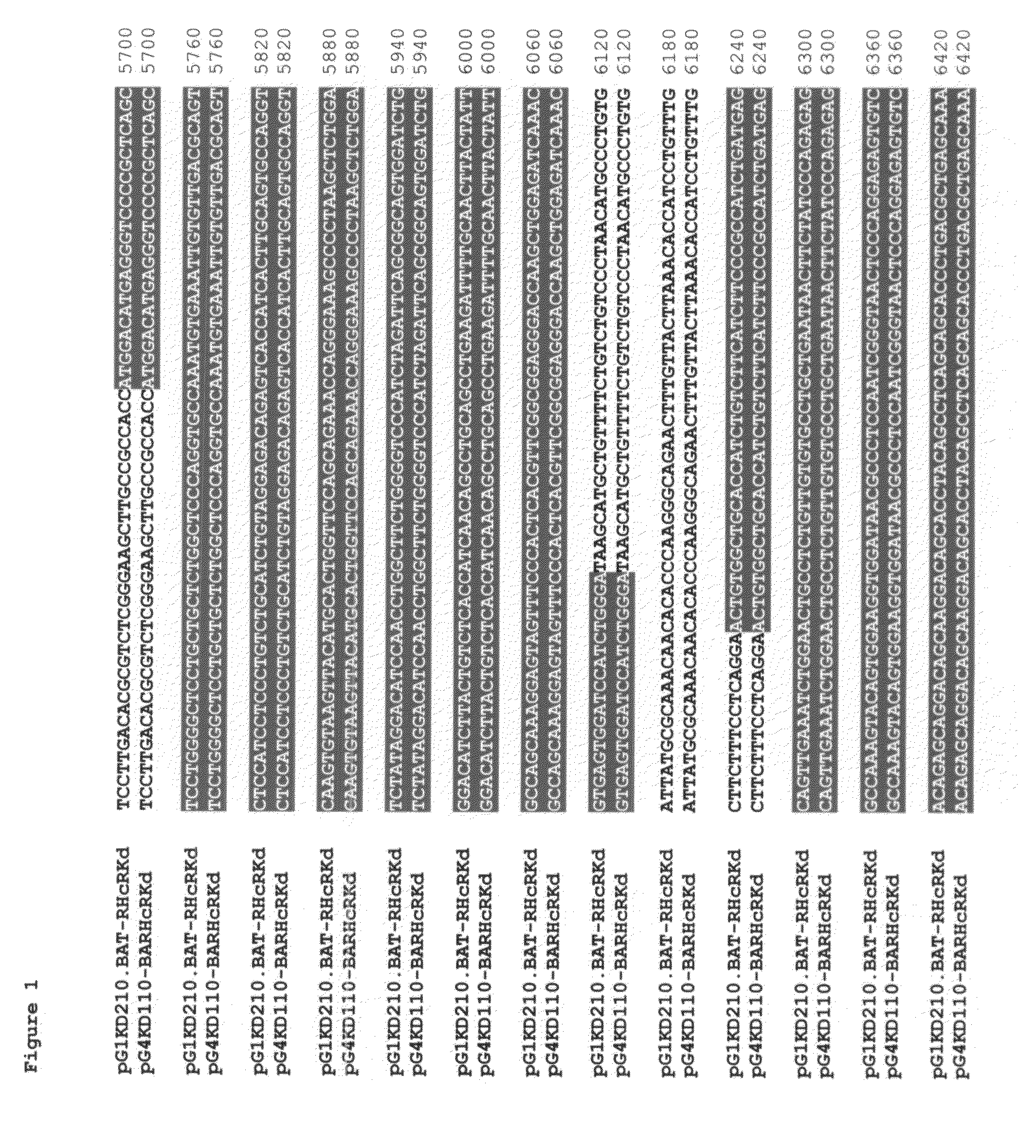 System and method for production of antibodies in plant cell culture