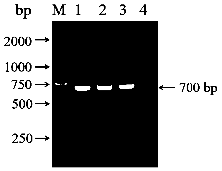 Leucocytozoon caulleryi recombinant R7 protein and preparation method and application thereof