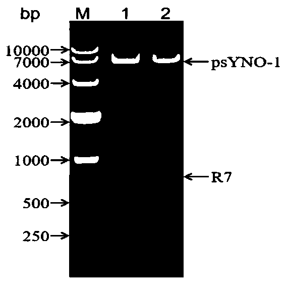 Leucocytozoon caulleryi recombinant R7 protein and preparation method and application thereof