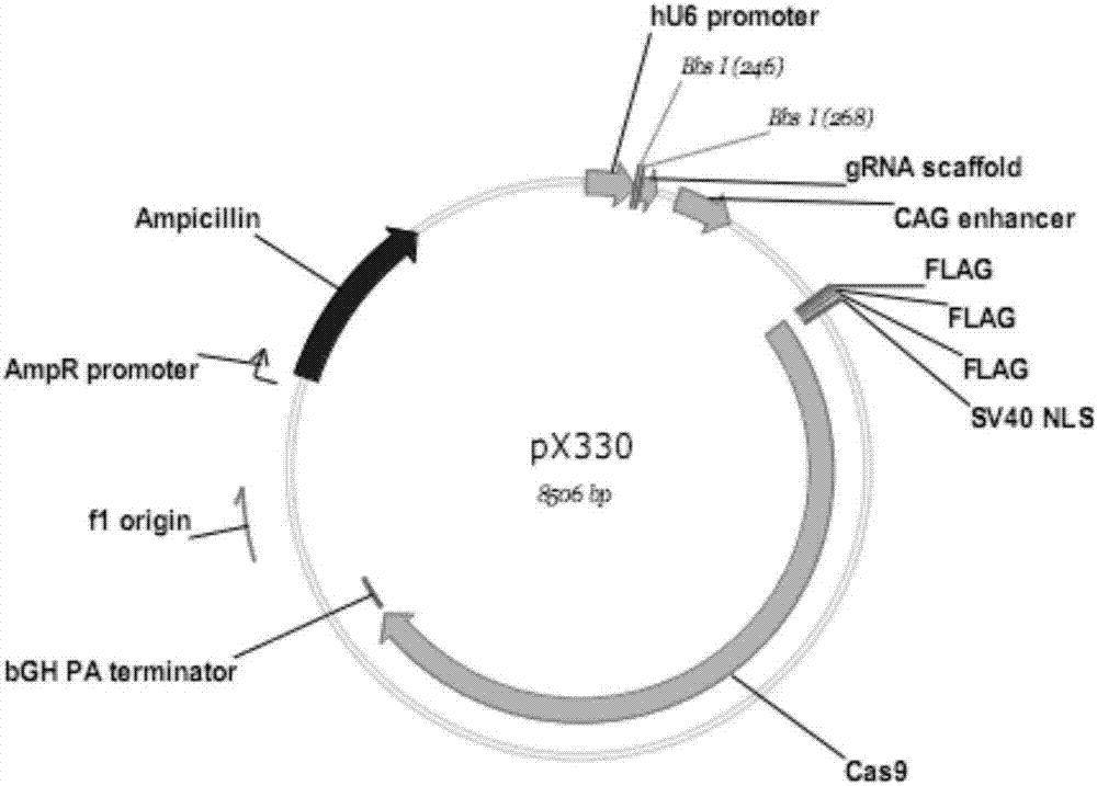 Method for site-specific integration of large DNA fragment in mammalian cell through CRISPR/Cas9