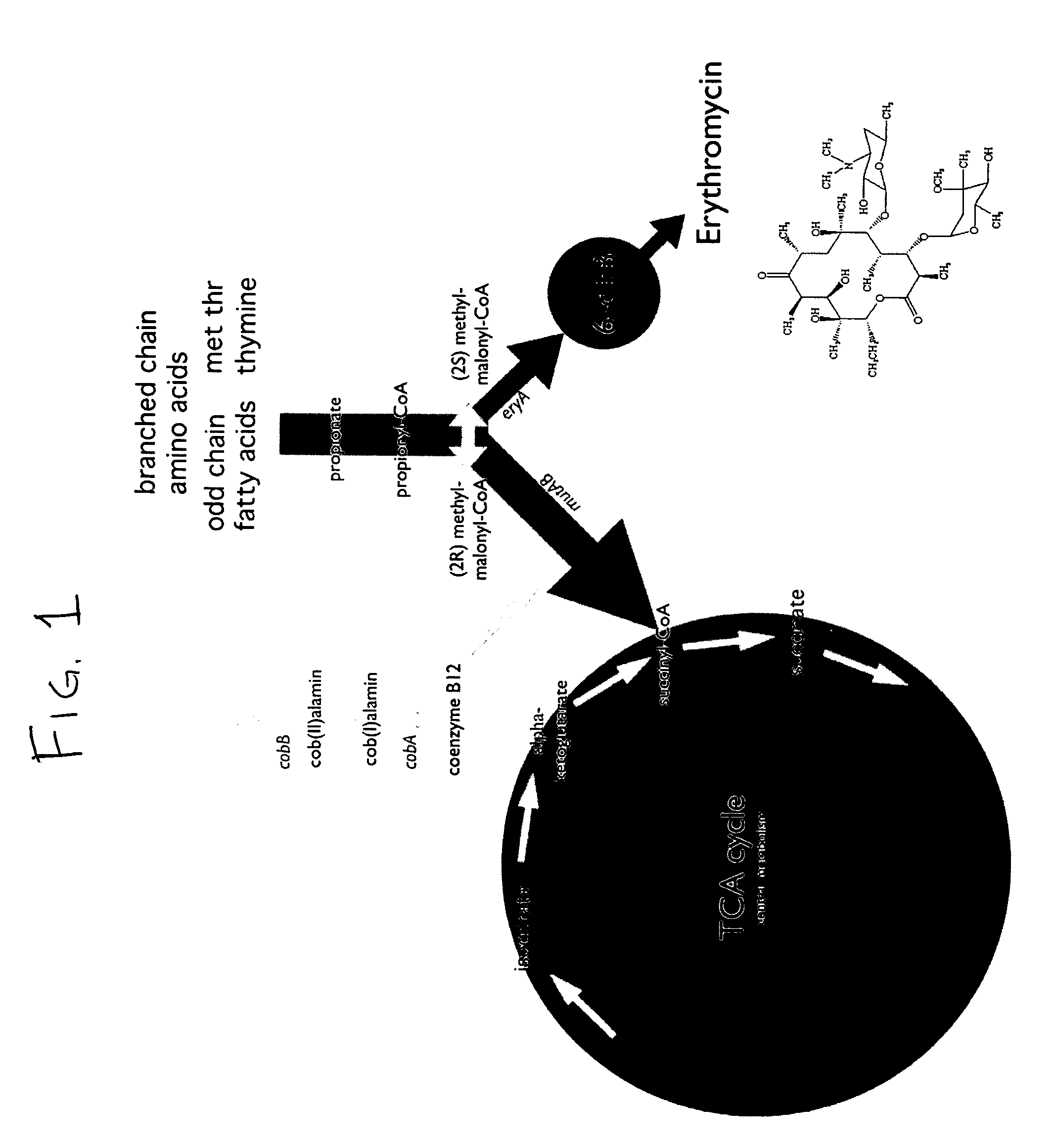Process of increasing cellular production of biologically active compounds