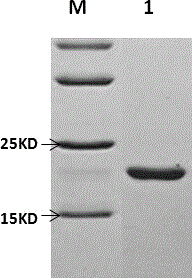 Porcine alpha interferon gene and synthetic method thereof