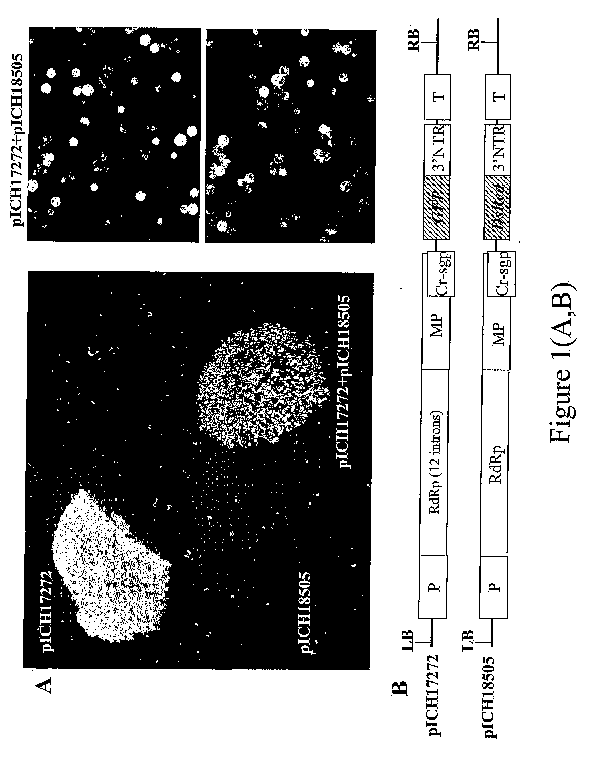 Production of hetero-oligomeric proteins in plants