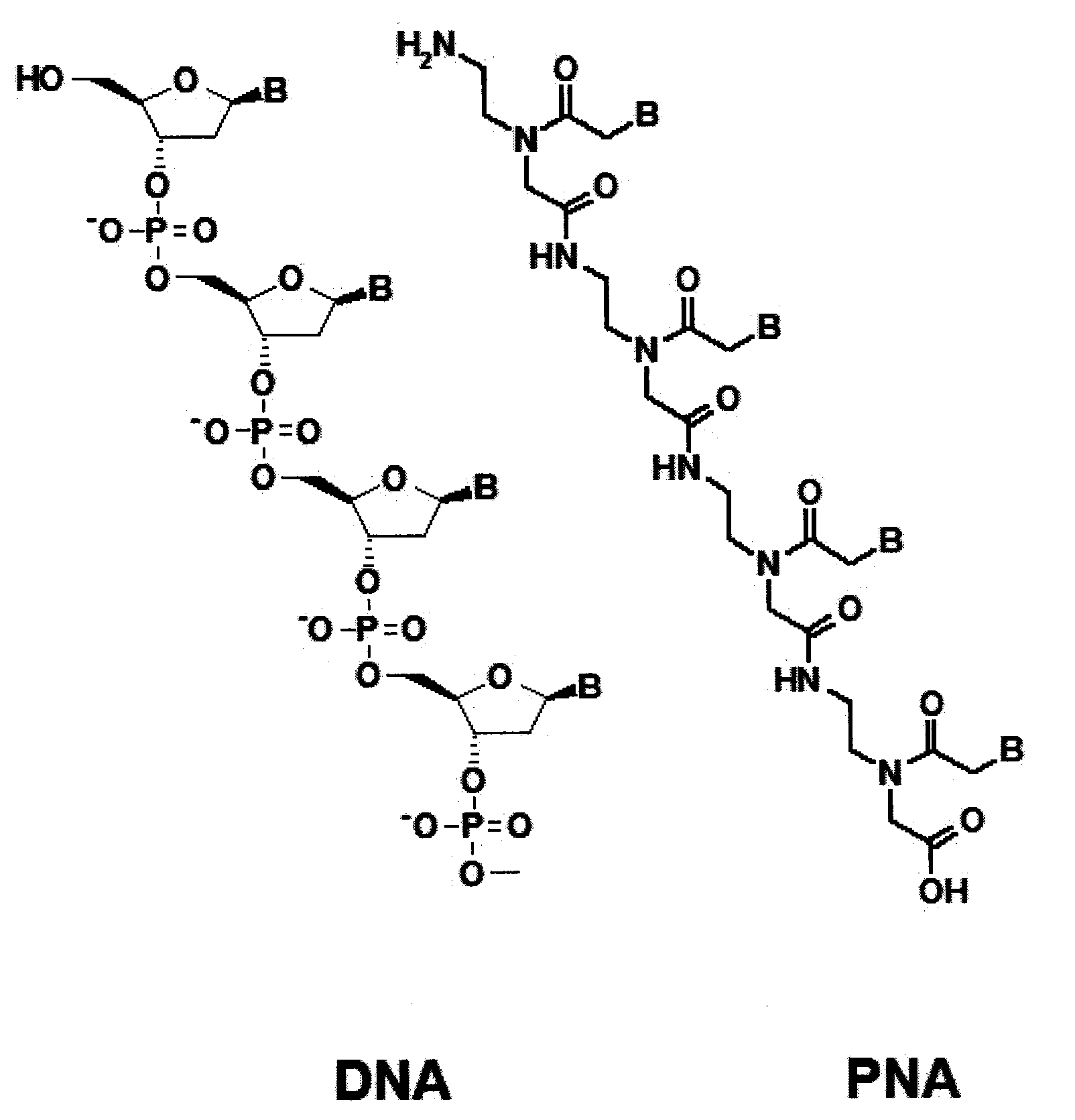 Method for Selective Labeling and Detection of Target Nucleic Acids Using Immobilized Peptide Nucleic Acid Probes