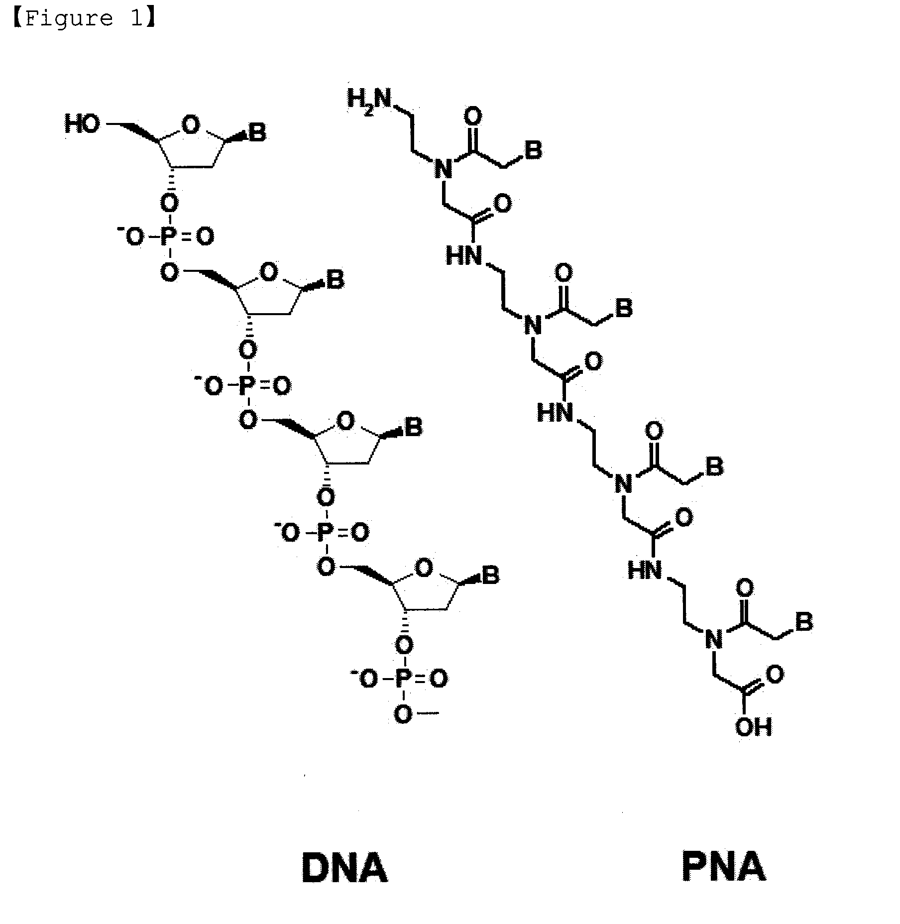 Method for Selective Labeling and Detection of Target Nucleic Acids Using Immobilized Peptide Nucleic Acid Probes