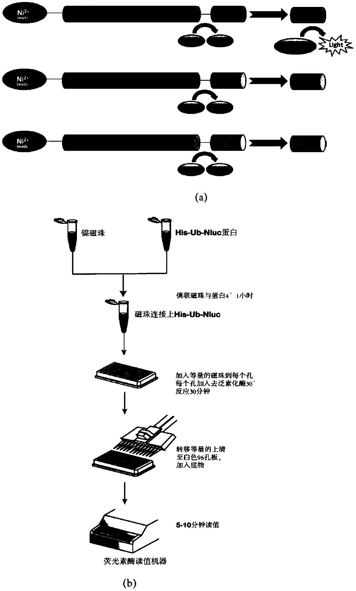 ub‑nanoluc, ub‑ub‑gs‑nanoluc reporter gene system and its construction and application