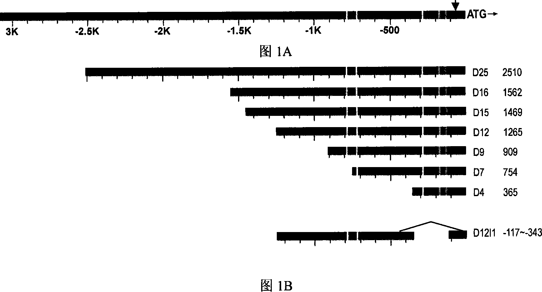 Flower specificity promoter, expression case and plant expression carrier thereof