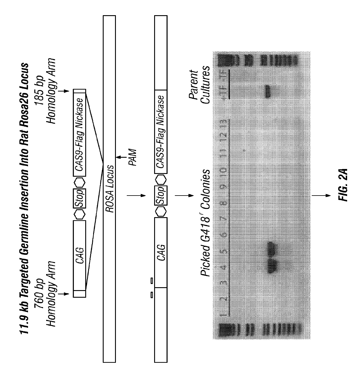 Generation of genetically engineered animals by crispr/cas9 genome editing in spermatogonial stem cells