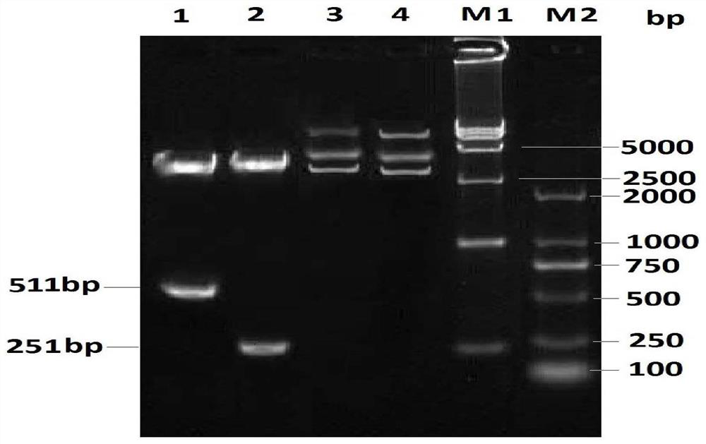 Recombinant bovine nodule rash virus for expressing bovine herpesvirus I type gB gene and application of recombinant bovine nodule rash virus