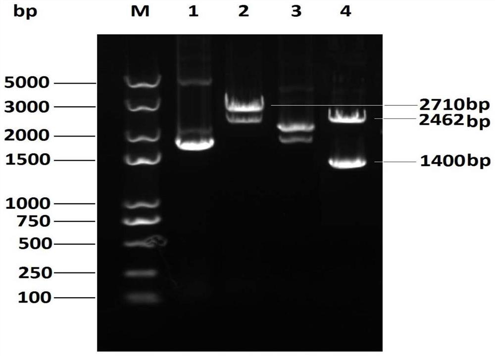 Recombinant bovine nodule rash virus for expressing bovine herpesvirus I type gB gene and application of recombinant bovine nodule rash virus