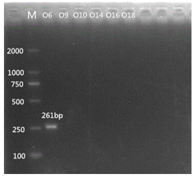 Nucleotide specific to citrobacter O6 and O9 as well as application of nucleotide