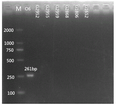 Nucleotide specific to citrobacter O6 and O9 as well as application of nucleotide