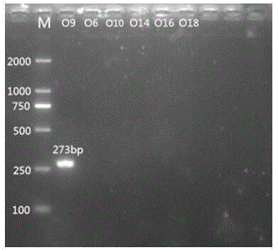 Nucleotide specific to citrobacter O6 and O9 as well as application of nucleotide