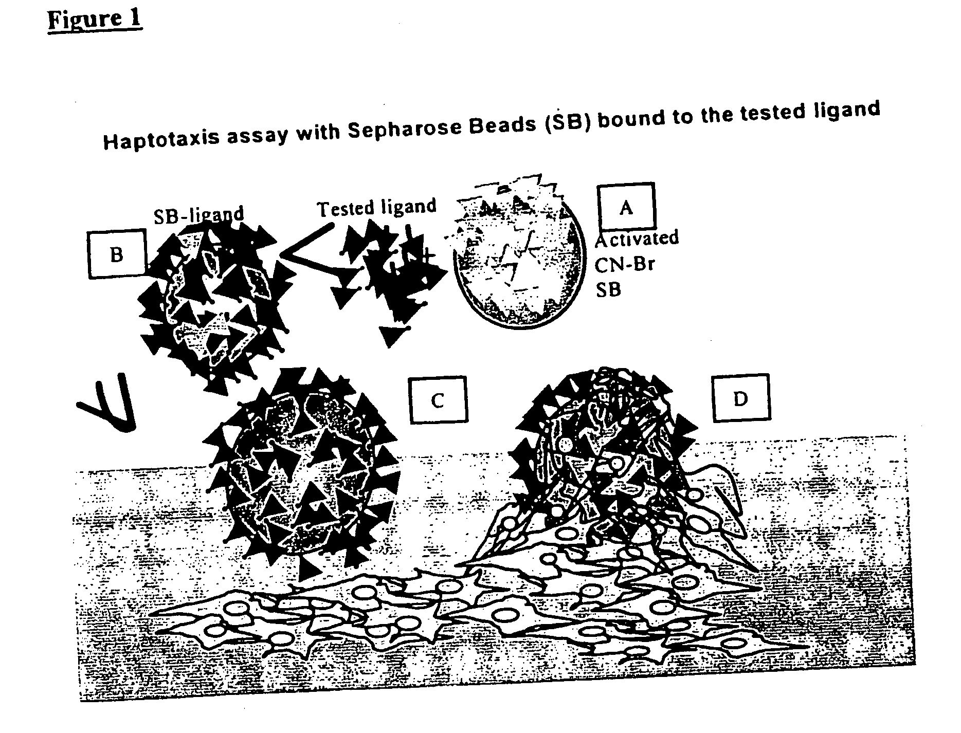 Novel haptotactic peptides