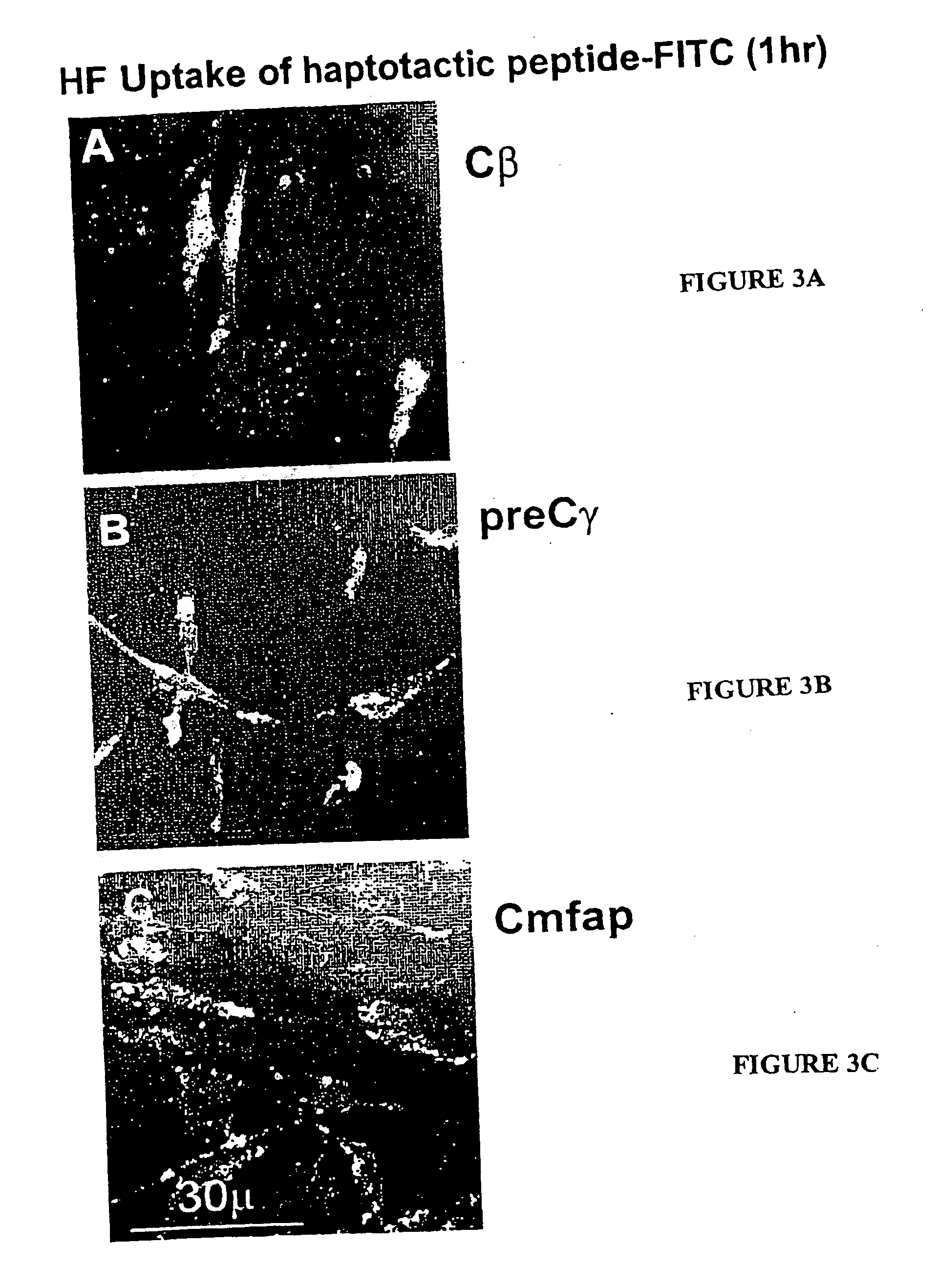 Novel haptotactic peptides